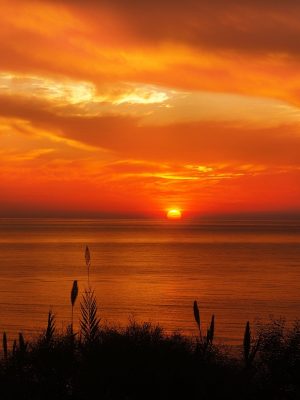 grasses, sea, sunset-1046475.jpg